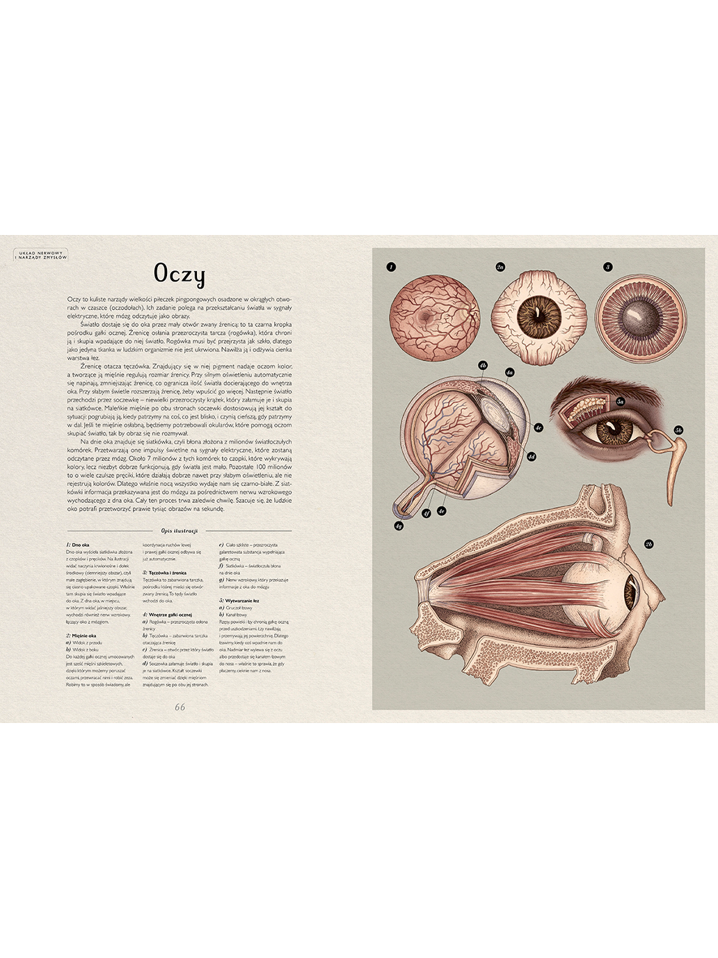 Anatomicum