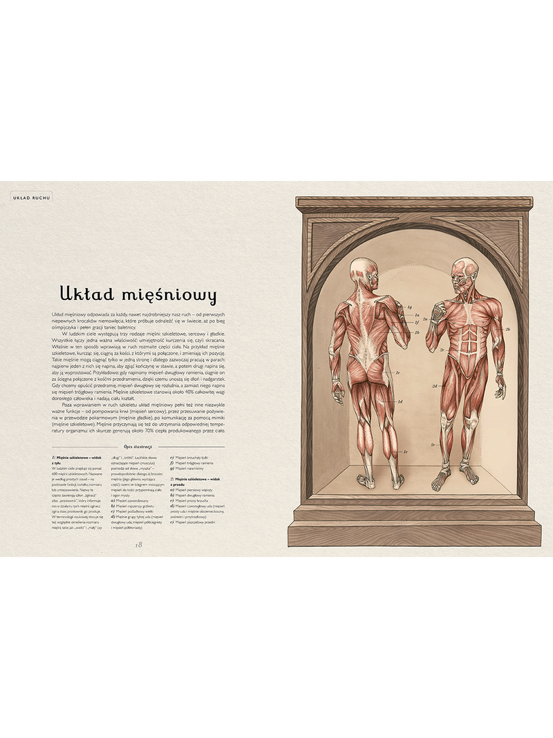 Anatomicum