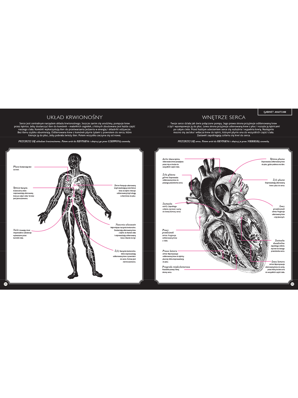 Gabinet anatomii