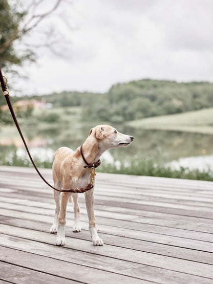 Skórzana smycz dla psa z regulacją Robin Dog Leash