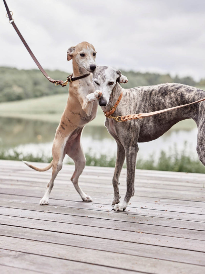 Skórzana smycz dla psa z regulacją Robin Dog Leash