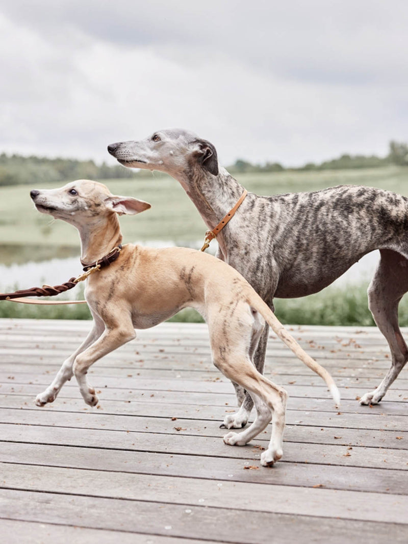 Skórzana obroża dla psa Robin Dog Collar