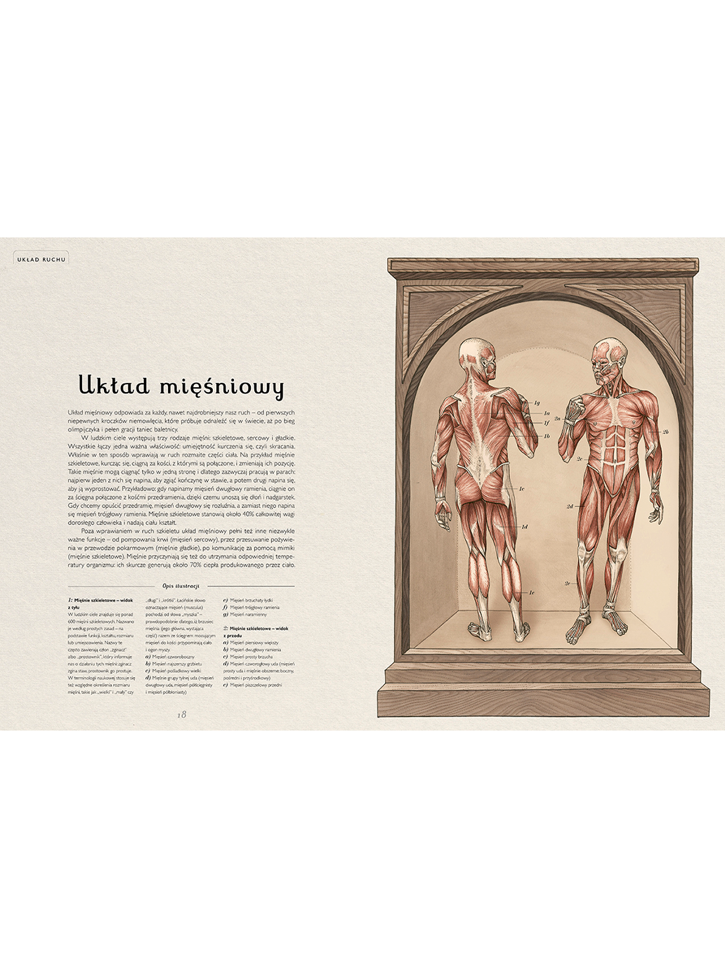 W Muzeum. Anatomicum